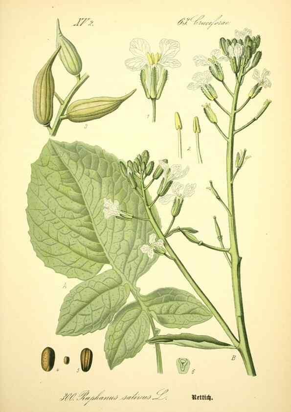 Reproducción/Reproduction 26859320760: Prof. Dr. Thomé's Flora von Deutschland, Österreich und der Schweiz, in Wort und Bild, für Schule und Haus ; mit ... Tafeln ... von Walter Müller.. Gera-Untermhaus :F.E. Köhler,1886-1934.