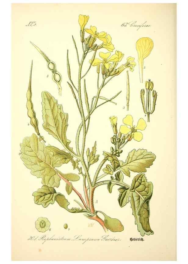 Reproducción/Reproduction 26527931304: Prof. Dr. Thomé's Flora von Deutschland, Österreich und der Schweiz, in Wort und Bild, für Schule und Haus ; mit ... Tafeln ... von Walter Müller.. Gera-Untermhaus :F.E. Köhler,1886-1934.