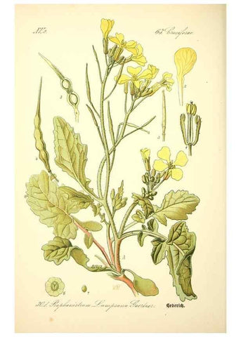 Reproducción/Reproduction 26527931304: Prof. Dr. Thomé's Flora von Deutschland, Österreich und der Schweiz, in Wort und Bild, für Schule und Haus ; mit ... Tafeln ... von Walter Müller.. Gera-Untermhaus :F.E. Köhler,1886-1934.