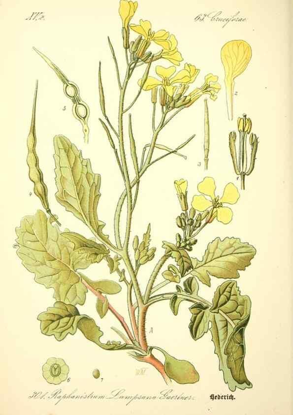 Reproducción/Reproduction 26527931304: Prof. Dr. Thomé's Flora von Deutschland, Österreich und der Schweiz, in Wort und Bild, für Schule und Haus ; mit ... Tafeln ... von Walter Müller.. Gera-Untermhaus :F.E. Köhler,1886-1934.