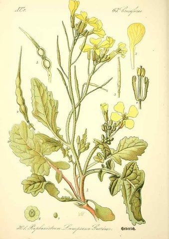 Reproducción/Reproduction 26527931304: Prof. Dr. Thomé's Flora von Deutschland, Österreich und der Schweiz, in Wort und Bild, für Schule und Haus ; mit ... Tafeln ... von Walter Müller.. Gera-Untermhaus :F.E. Köhler,1886-1934.