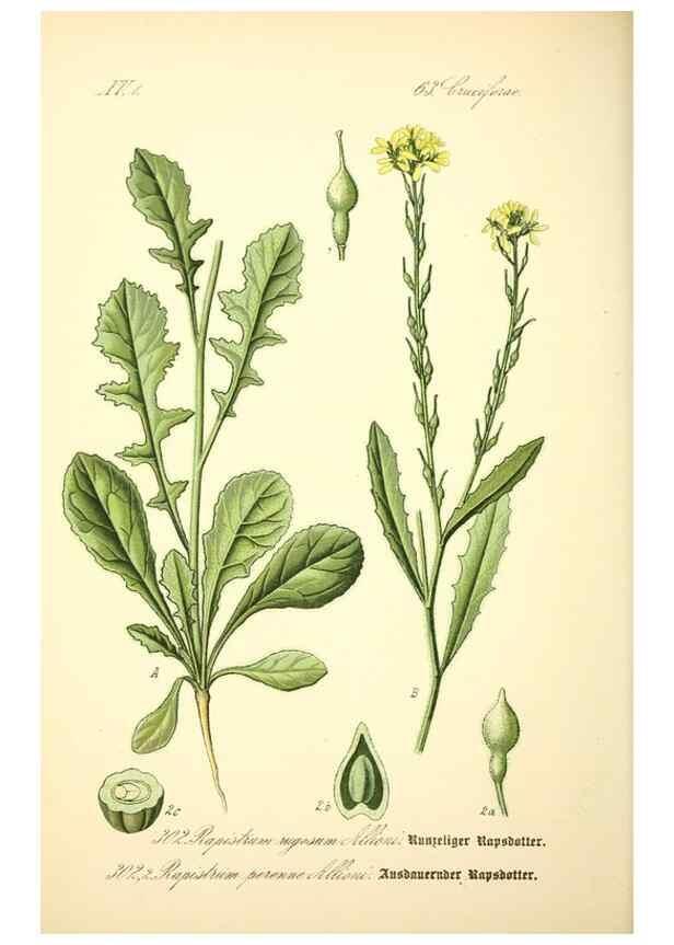 Reproducción/Reproduction 26529570993: Prof. Dr. Thomé's Flora von Deutschland, Österreich und der Schweiz, in Wort und Bild, für Schule und Haus ; mit ... Tafeln ... von Walter Müller.. Gera-Untermhaus :F.E. Köhler,1886-1934.