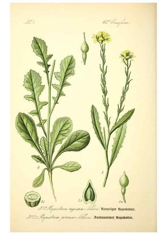 Reproducción/Reproduction 26529570993: Prof. Dr. Thomé's Flora von Deutschland, Österreich und der Schweiz, in Wort und Bild, für Schule und Haus ; mit ... Tafeln ... von Walter Müller.. Gera-Untermhaus :F.E. Köhler,1886-1934.
