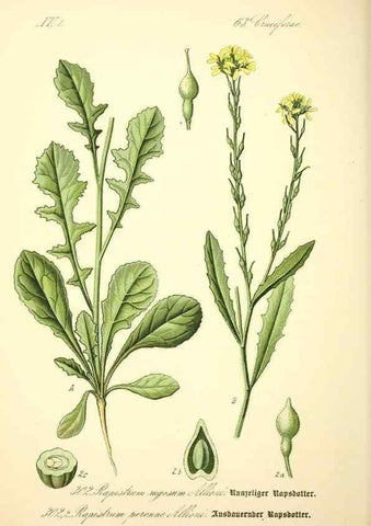 Reproducción/Reproduction 26529570993: Prof. Dr. Thomé's Flora von Deutschland, Österreich und der Schweiz, in Wort und Bild, für Schule und Haus ; mit ... Tafeln ... von Walter Müller.. Gera-Untermhaus :F.E. Köhler,1886-1934.