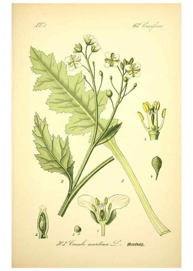Reproducción/Reproduction 27133887785: Prof. Dr. Thomé's Flora von Deutschland, Österreich und der Schweiz, in Wort und Bild, für Schule und Haus ; mit ... Tafeln ... von Walter Müller.. Gera-Untermhaus :F.E. Köhler,1886-1934.
