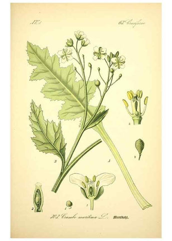 Reproducción/Reproduction 27133887785: Prof. Dr. Thomé's Flora von Deutschland, Österreich und der Schweiz, in Wort und Bild, für Schule und Haus ; mit ... Tafeln ... von Walter Müller.. Gera-Untermhaus :F.E. Köhler,1886-1934.