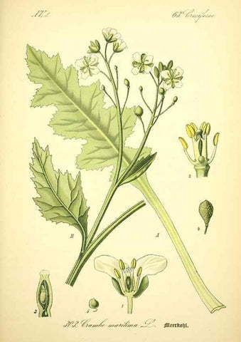 Reproducción/Reproduction 27133887785: Prof. Dr. Thomé's Flora von Deutschland, Österreich und der Schweiz, in Wort und Bild, für Schule und Haus ; mit ... Tafeln ... von Walter Müller.. Gera-Untermhaus :F.E. Köhler,1886-1934.