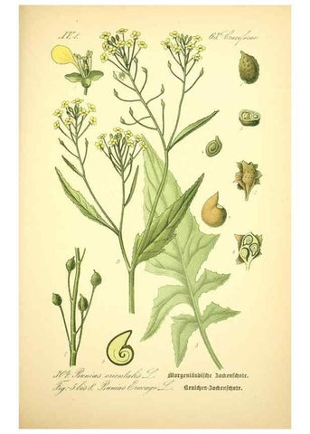 Reproducción/Reproduction 27038845042: Prof. Dr. Thomé's Flora von Deutschland, Österreich und der Schweiz, in Wort und Bild, für Schule und Haus ; mit ... Tafeln ... von Walter Müller.. Gera-Untermhaus :F.E. Köhler,1886-1934.