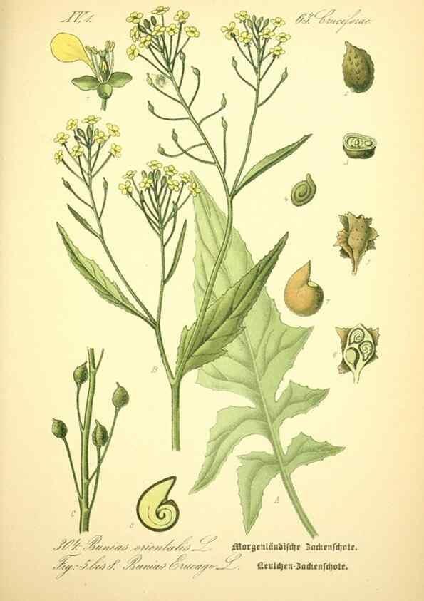 Reproducción/Reproduction 27038845042: Prof. Dr. Thomé's Flora von Deutschland, Österreich und der Schweiz, in Wort und Bild, für Schule und Haus ; mit ... Tafeln ... von Walter Müller.. Gera-Untermhaus :F.E. Köhler,1886-1934.
