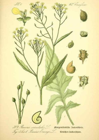 Reproducción/Reproduction 27038845042: Prof. Dr. Thomé's Flora von Deutschland, Österreich und der Schweiz, in Wort und Bild, für Schule und Haus ; mit ... Tafeln ... von Walter Müller.. Gera-Untermhaus :F.E. Köhler,1886-1934.
