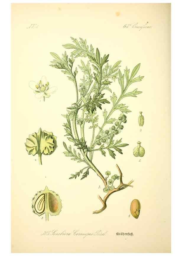 Reproducción/Reproduction 27133893185: Prof. Dr. Thomé's Flora von Deutschland, Österreich und der Schweiz, in Wort und Bild, für Schule und Haus ; mit ... Tafeln ... von Walter Müller.. Gera-Untermhaus :F.E. Köhler,1886-1934.