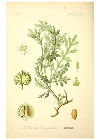 Reproducción/Reproduction 27133893185: Prof. Dr. Thomé's Flora von Deutschland, Österreich und der Schweiz, in Wort und Bild, für Schule und Haus ; mit ... Tafeln ... von Walter Müller.. Gera-Untermhaus :F.E. Köhler,1886-1934.