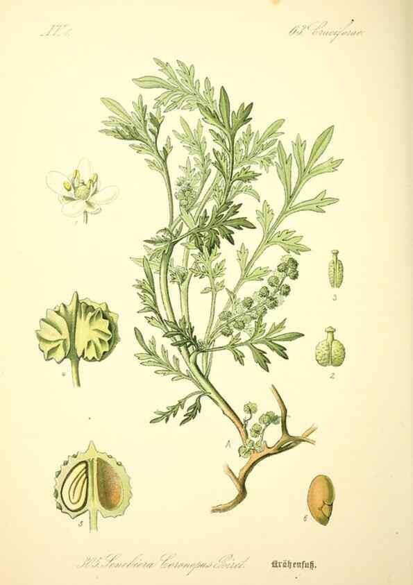 Reproducción/Reproduction 27133893185: Prof. Dr. Thomé's Flora von Deutschland, Österreich und der Schweiz, in Wort und Bild, für Schule und Haus ; mit ... Tafeln ... von Walter Müller.. Gera-Untermhaus :F.E. Köhler,1886-1934.