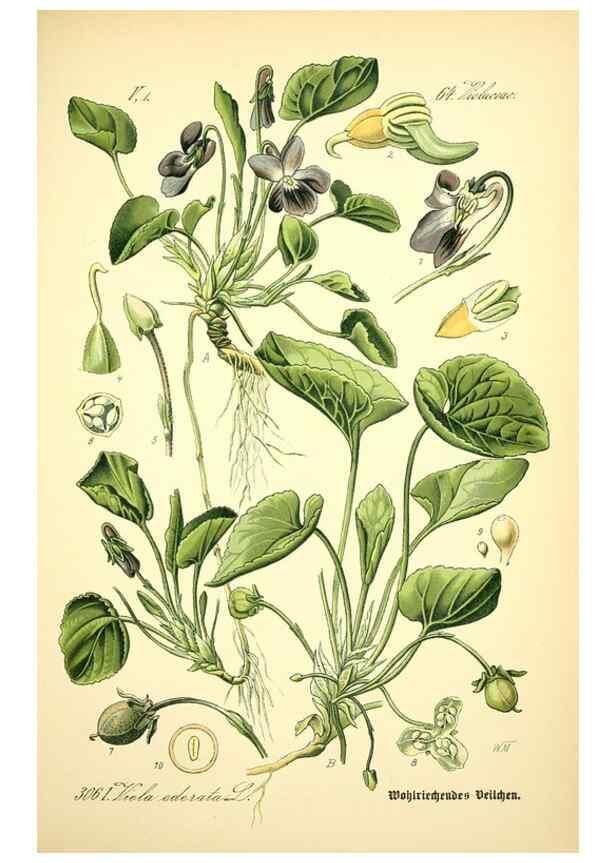 Reproducción/Reproduction 27133895305: Prof. Dr. Thomé's Flora von Deutschland, Österreich und der Schweiz, in Wort und Bild, für Schule und Haus ; mit ... Tafeln ... von Walter Müller.. Gera-Untermhaus :F.E. Köhler,1886-1934.
