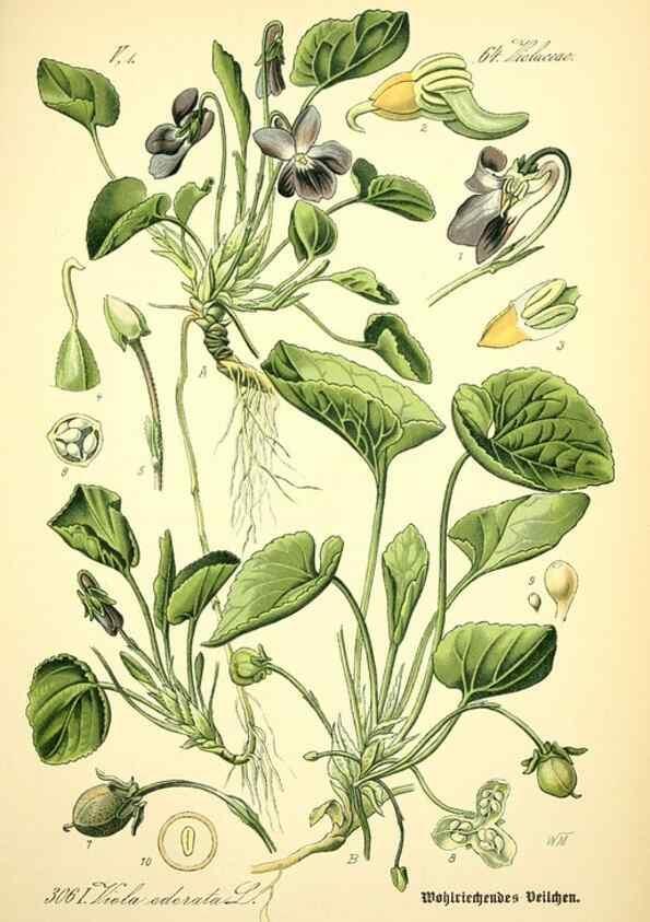 Reproducción/Reproduction 27133895305: Prof. Dr. Thomé's Flora von Deutschland, Österreich und der Schweiz, in Wort und Bild, für Schule und Haus ; mit ... Tafeln ... von Walter Müller.. Gera-Untermhaus :F.E. Köhler,1886-1934.