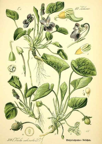 Reproducción/Reproduction 27133895305: Prof. Dr. Thomé's Flora von Deutschland, Österreich und der Schweiz, in Wort und Bild, für Schule und Haus ; mit ... Tafeln ... von Walter Müller.. Gera-Untermhaus :F.E. Köhler,1886-1934.