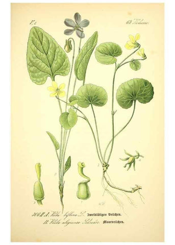 Reproducción/Reproduction 27038851332: Prof. Dr. Thomé's Flora von Deutschland, Österreich und der Schweiz, in Wort und Bild, für Schule und Haus ; mit ... Tafeln ... von Walter Müller.. Gera-Untermhaus :F.E. Köhler,1886-1934.