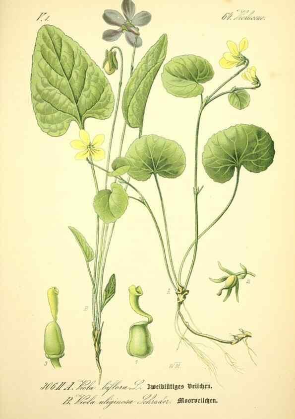 Reproducción/Reproduction 27038851332: Prof. Dr. Thomé's Flora von Deutschland, Österreich und der Schweiz, in Wort und Bild, für Schule und Haus ; mit ... Tafeln ... von Walter Müller.. Gera-Untermhaus :F.E. Köhler,1886-1934.