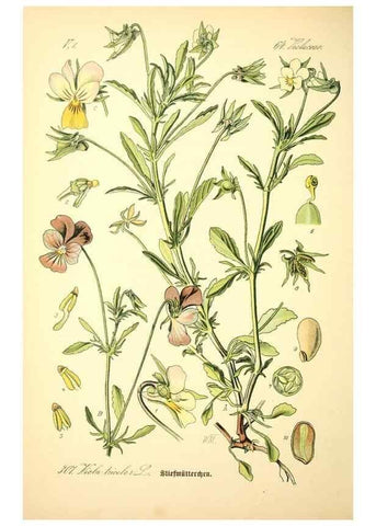 Reproducción/Reproduction 26527964464: Prof. Dr. Thomé's Flora von Deutschland, Österreich und der Schweiz, in Wort und Bild, für Schule und Haus ; mit ... Tafeln ... von Walter Müller.. Gera-Untermhaus :F.E. Köhler,1886-1934.
