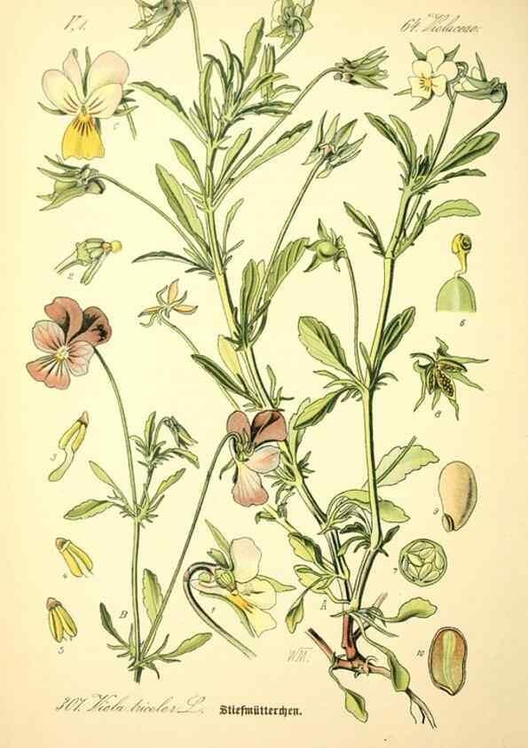 Reproducción/Reproduction 26527964464: Prof. Dr. Thomé's Flora von Deutschland, Österreich und der Schweiz, in Wort und Bild, für Schule und Haus ; mit ... Tafeln ... von Walter Müller.. Gera-Untermhaus :F.E. Köhler,1886-1934.
