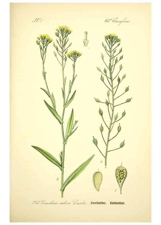 Reproducción/Reproduction 26527905254: Prof. Dr. Thomé's Flora von Deutschland, Österreich und der Schweiz, in Wort und Bild, für Schule und Haus ; mit ... Tafeln ... von Walter Müller.. Gera-Untermhaus :F.E. Köhler,1886-1934.