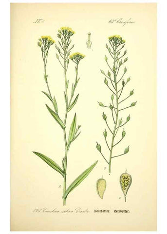 Reproducción/Reproduction 26527905254: Prof. Dr. Thomé's Flora von Deutschland, Österreich und der Schweiz, in Wort und Bild, für Schule und Haus ; mit ... Tafeln ... von Walter Müller.. Gera-Untermhaus :F.E. Köhler,1886-1934.