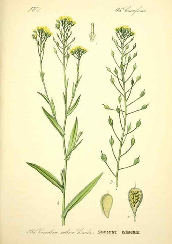 Reproducción/Reproduction 26527905254: Prof. Dr. Thomé's Flora von Deutschland, Österreich und der Schweiz, in Wort und Bild, für Schule und Haus ; mit ... Tafeln ... von Walter Müller.. Gera-Untermhaus :F.E. Köhler,1886-1934.