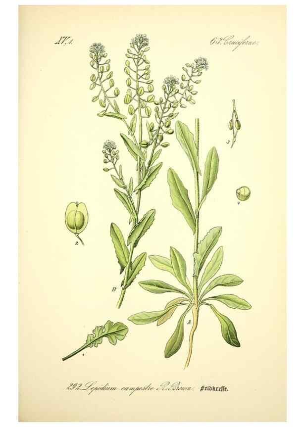 Reproducción/Reproduction 27038818672: Prof. Dr. Thomé's Flora von Deutschland, Österreich und der Schweiz, in Wort und Bild, für Schule und Haus ; mit ... Tafeln ... von Walter Müller.. Gera-Untermhaus :F.E. Köhler,1886-1934.