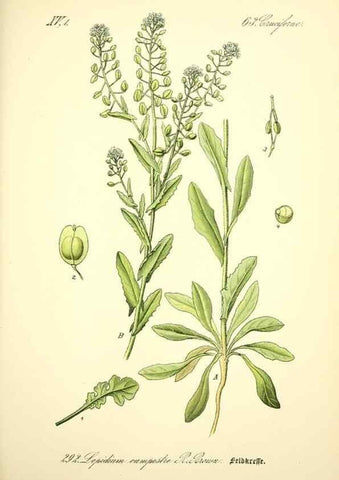 Reproducción/Reproduction 27038818672: Prof. Dr. Thomé's Flora von Deutschland, Österreich und der Schweiz, in Wort und Bild, für Schule und Haus ; mit ... Tafeln ... von Walter Müller.. Gera-Untermhaus :F.E. Köhler,1886-1934.