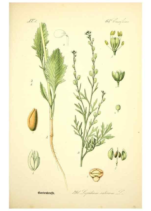 Reproducción/Reproduction 27133847195: Prof. Dr. Thomé's Flora von Deutschland, Österreich und der Schweiz, in Wort und Bild, für Schule und Haus ; mit ... Tafeln ... von Walter Müller.. Gera-Untermhaus :F.E. Köhler,1886-1934.