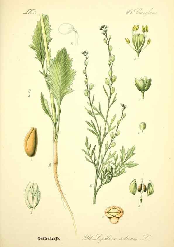 Reproducción/Reproduction 27133847195: Prof. Dr. Thomé's Flora von Deutschland, Österreich und der Schweiz, in Wort und Bild, für Schule und Haus ; mit ... Tafeln ... von Walter Müller.. Gera-Untermhaus :F.E. Köhler,1886-1934.