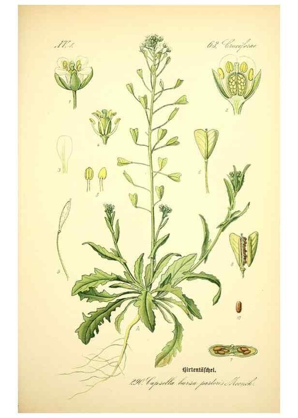 Reproducción/Reproduction 27065168551: Prof. Dr. Thomé's Flora von Deutschland, Österreich und der Schweiz, in Wort und Bild, für Schule und Haus ; mit ... Tafeln ... von Walter Müller.. Gera-Untermhaus :F.E. Köhler,1886-1934.