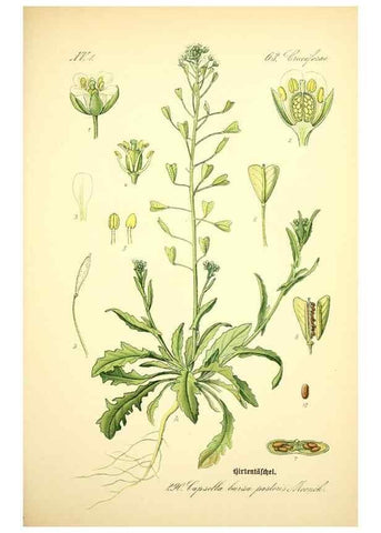 Reproducción/Reproduction 27065168551: Prof. Dr. Thomé's Flora von Deutschland, Österreich und der Schweiz, in Wort und Bild, für Schule und Haus ; mit ... Tafeln ... von Walter Müller.. Gera-Untermhaus :F.E. Köhler,1886-1934.