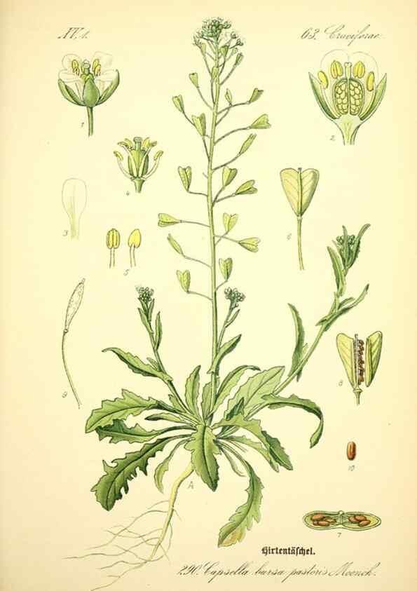 Reproducción/Reproduction 27065168551: Prof. Dr. Thomé's Flora von Deutschland, Österreich und der Schweiz, in Wort und Bild, für Schule und Haus ; mit ... Tafeln ... von Walter Müller.. Gera-Untermhaus :F.E. Köhler,1886-1934.