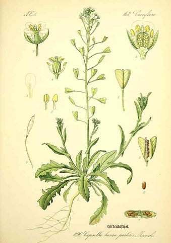 Reproducción/Reproduction 27065168551: Prof. Dr. Thomé's Flora von Deutschland, Österreich und der Schweiz, in Wort und Bild, für Schule und Haus ; mit ... Tafeln ... von Walter Müller.. Gera-Untermhaus :F.E. Köhler,1886-1934.