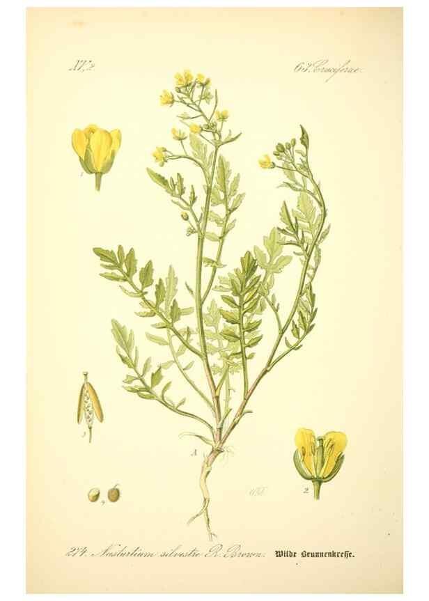 Reproducción/Reproduction 27133778235: Prof. Dr. Thomé's Flora von Deutschland, Österreich und der Schweiz, in Wort und Bild, für Schule und Haus ; mit ... Tafeln ... von Walter Müller.. Gera-Untermhaus :F.E. Köhler,1886-1934.
