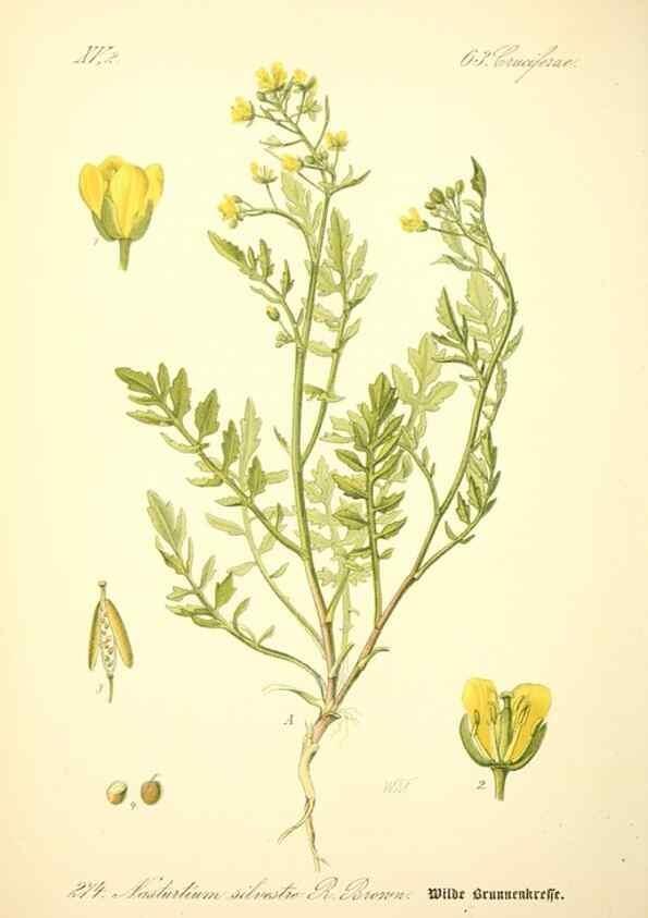 Reproducción/Reproduction 27133778235: Prof. Dr. Thomé's Flora von Deutschland, Österreich und der Schweiz, in Wort und Bild, für Schule und Haus ; mit ... Tafeln ... von Walter Müller.. Gera-Untermhaus :F.E. Köhler,1886-1934.
