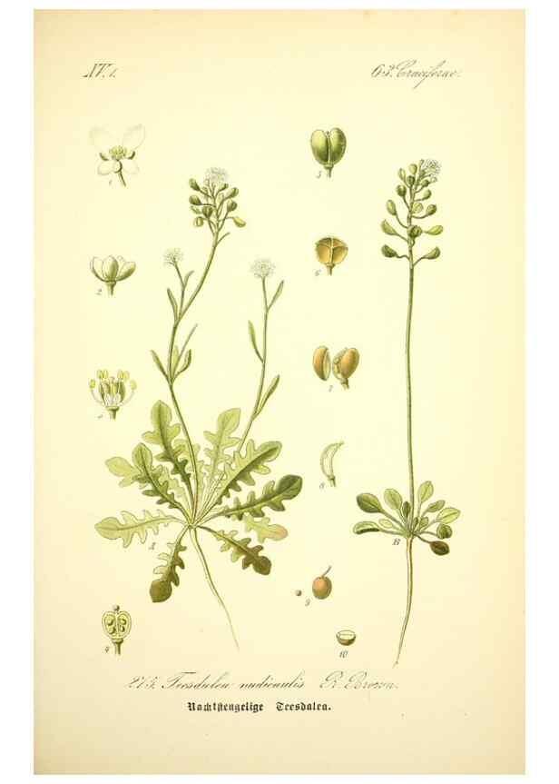 Reproducción/Reproduction 27038767722: Prof. Dr. Thomé's Flora von Deutschland, Österreich und der Schweiz, in Wort und Bild, für Schule und Haus ; mit ... Tafeln ... von Walter Müller.. Gera-Untermhaus :F.E. Köhler,1886-1934.