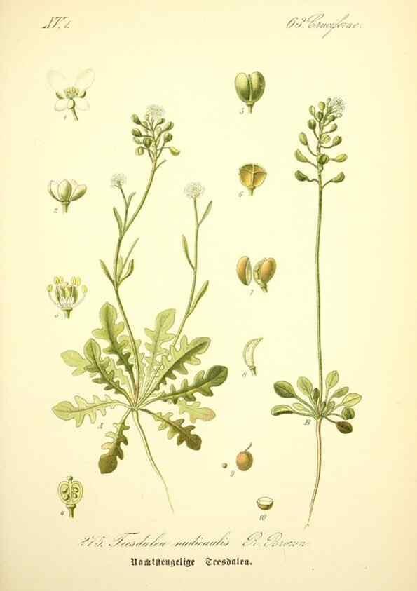 Reproducción/Reproduction 27038767722: Prof. Dr. Thomé's Flora von Deutschland, Österreich und der Schweiz, in Wort und Bild, für Schule und Haus ; mit ... Tafeln ... von Walter Müller.. Gera-Untermhaus :F.E. Köhler,1886-1934.