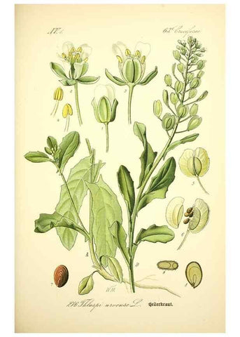 Reproducción/Reproduction 27065140581: Prof. Dr. Thomé's Flora von Deutschland, Österreich und der Schweiz, in Wort und Bild, für Schule und Haus ; mit ... Tafeln ... von Walter Müller.. Gera-Untermhaus :F.E. Köhler,1886-1934.