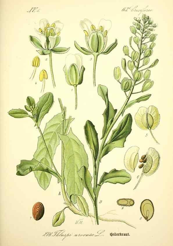 Reproducción/Reproduction 27065140581: Prof. Dr. Thomé's Flora von Deutschland, Österreich und der Schweiz, in Wort und Bild, für Schule und Haus ; mit ... Tafeln ... von Walter Müller.. Gera-Untermhaus :F.E. Köhler,1886-1934.