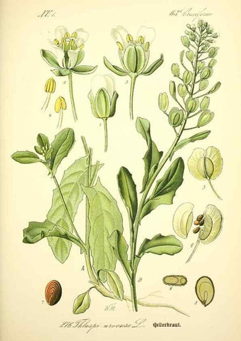 Reproducción/Reproduction 27065140581: Prof. Dr. Thomé's Flora von Deutschland, Österreich und der Schweiz, in Wort und Bild, für Schule und Haus ; mit ... Tafeln ... von Walter Müller.. Gera-Untermhaus :F.E. Köhler,1886-1934.