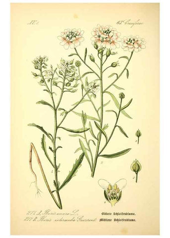 Reproducción/Reproduction 27100202656: Prof. Dr. Thomé's Flora von Deutschland, Österreich und der Schweiz, in Wort und Bild, für Schule und Haus ; mit ... Tafeln ... von Walter Müller.. Gera-Untermhaus :F.E. Köhler,1886-1934.