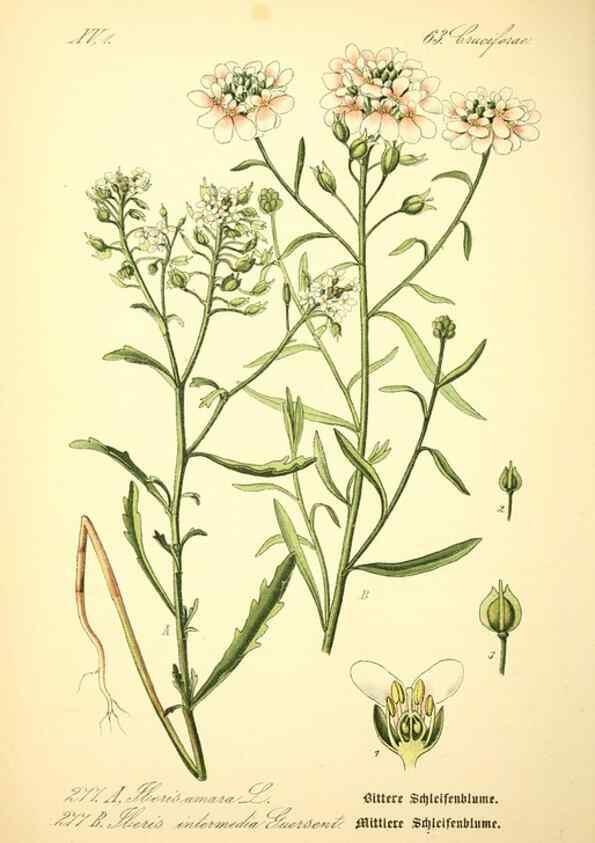 Reproducción/Reproduction 27100202656: Prof. Dr. Thomé's Flora von Deutschland, Österreich und der Schweiz, in Wort und Bild, für Schule und Haus ; mit ... Tafeln ... von Walter Müller.. Gera-Untermhaus :F.E. Köhler,1886-1934.