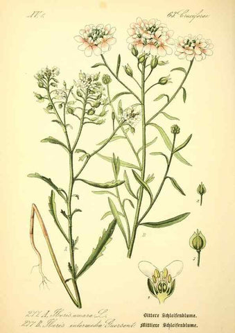 Reproducción/Reproduction 27100202656: Prof. Dr. Thomé's Flora von Deutschland, Österreich und der Schweiz, in Wort und Bild, für Schule und Haus ; mit ... Tafeln ... von Walter Müller.. Gera-Untermhaus :F.E. Köhler,1886-1934.