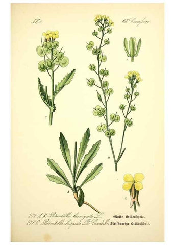 Reproducción/Reproduction 26859259940: Prof. Dr. Thomé's Flora von Deutschland, Österreich und der Schweiz, in Wort und Bild, für Schule und Haus ; mit ... Tafeln ... von Walter Müller.. Gera-Untermhaus :F.E. Köhler,1886-1934.