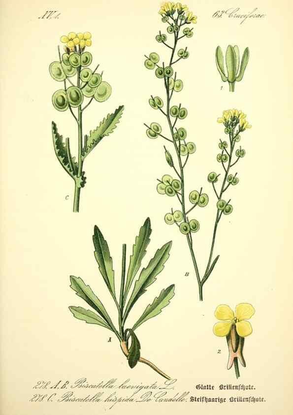 Reproducción/Reproduction 26859259940: Prof. Dr. Thomé's Flora von Deutschland, Österreich und der Schweiz, in Wort und Bild, für Schule und Haus ; mit ... Tafeln ... von Walter Müller.. Gera-Untermhaus :F.E. Köhler,1886-1934.