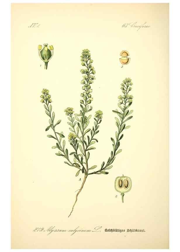 Reproducción/Reproduction 27100208696: Prof. Dr. Thomé's Flora von Deutschland, Österreich und der Schweiz, in Wort und Bild, für Schule und Haus ; mit ... Tafeln ... von Walter Müller.. Gera-Untermhaus :F.E. Köhler,1886-1934.