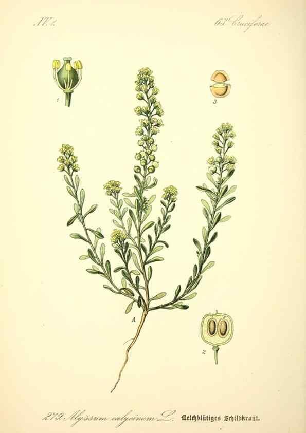 Reproducción/Reproduction 27100208696: Prof. Dr. Thomé's Flora von Deutschland, Österreich und der Schweiz, in Wort und Bild, für Schule und Haus ; mit ... Tafeln ... von Walter Müller.. Gera-Untermhaus :F.E. Köhler,1886-1934.