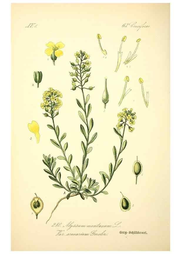 Reproducción/Reproduction 27038786362: Prof. Dr. Thomé's Flora von Deutschland, Österreich und der Schweiz, in Wort und Bild, für Schule und Haus ; mit ... Tafeln ... von Walter Müller.. Gera-Untermhaus :F.E. Köhler,1886-1934.